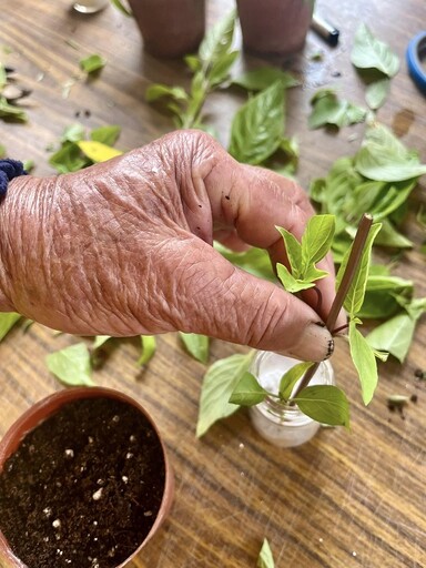 貓公部落建酒麴植物保種技術 花改場推食品衛生安全觀念