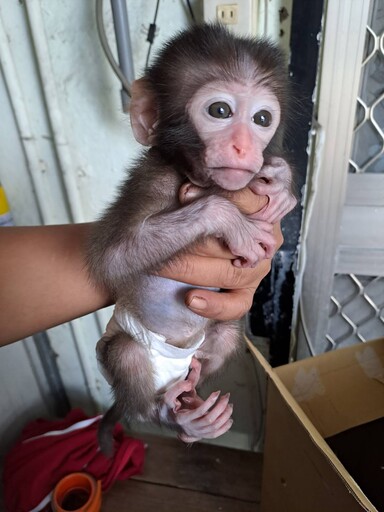 臺灣獼猴雖保育降級仍勿飼養免受罰