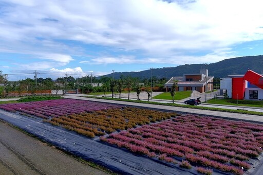 秘蜜仙境多層次仙草花海景觀 花改場四款仙草新品種