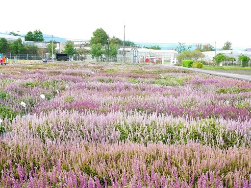 秘蜜仙境多層次仙草花海景觀 花改場四款仙草新品種