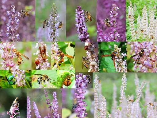 秘蜜仙境多層次仙草花海景觀 花改場四款仙草新品種