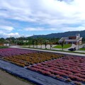 秘蜜仙境多層次仙草花海景觀 花改場四款仙草新品種