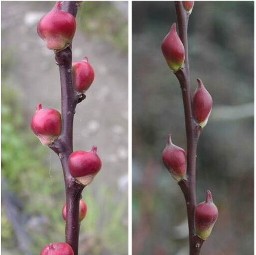 花蓮農改場百變銀柳 迎春上市