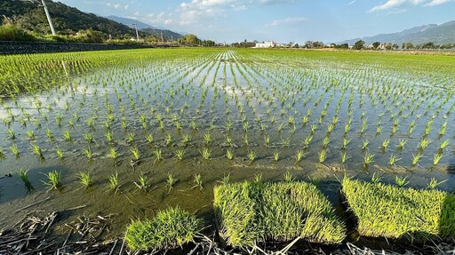 小稻株大溫差 苗期管理預防水稻葉稻熱病