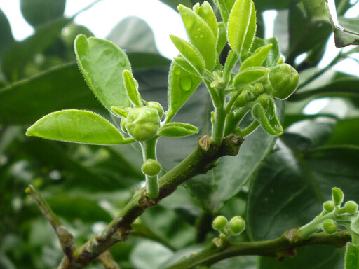 花蓮農改場提醒果農文旦萌芽期管理兩關鍵 穩定產量保持品質