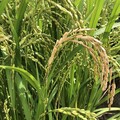 穗稻熱病及白葉枯病現蹤 臺東農改場籲請農友注意防範