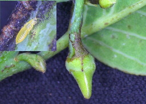 番荔枝開花結果期 注意薊馬及粉介殼蟲防治
