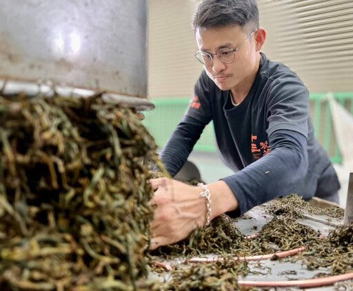 嘉縣首奪全國機採茶菁冠軍 傳統與創新並肩而行