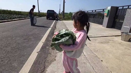 高麗菜豐收市場價格大崩盤 菜農轉捨為得一顆10元任您採