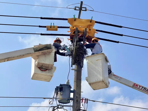 「驚蟄」鳥獸出沒 台電逾4000人維護電網