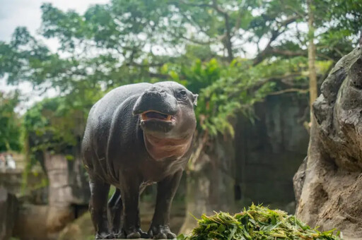 再見了Thabo 台北動物園侏儒河馬不幸離世