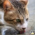 貓狗美容糾紛多 定型化契約上路