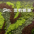 雲豹能源通過股利5元 天能綠電掛牌倒數