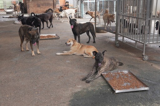 不讓浪犬缺糧挨餓！「浪轉一生」愛心助糧 將營養直送全台狗園