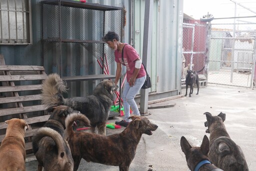 不讓浪犬缺糧挨餓！「浪轉一生」愛心助糧 將營養直送全台狗園