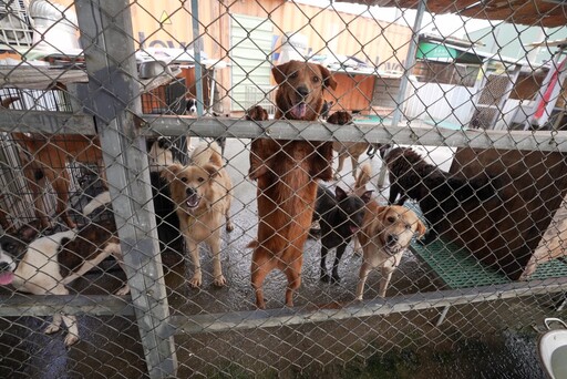 不讓浪犬缺糧挨餓！「浪轉一生」愛心助糧 將營養直送全台狗園