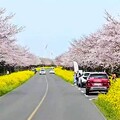 2025歌詩達郵輪莎倫娜號熱鬧出航
