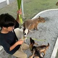 新北石碇寶藏地！「萌萌森林物語」水豚、羊駝、梅花鹿 眾多療癒係小動物陪你度過愜意時光