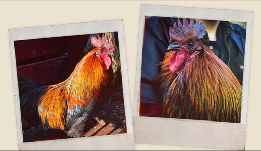 《Arc Raiders》超人氣公雞Scrappy原型揭露:是隻真實的半盲寵物!