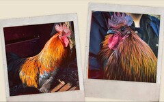 《Arc Raiders》超人氣公雞Scrappy原型揭露：是隻真實的半盲寵物！