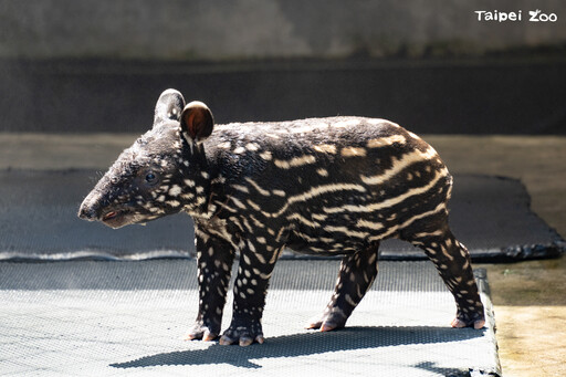 跟史萊姆一樣可愛！北市動物園舉辦馬來貘寶寶命名票選活動最終由「莉姆路」高票當選