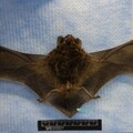 中和「蝙蝠」驗出病毒 跟狂犬病一樣凶！疾管署：還有3種動物碰不得