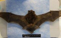 中和「蝙蝠」驗出病毒 跟狂犬病一樣凶！疾管署：還有3種動物碰不得