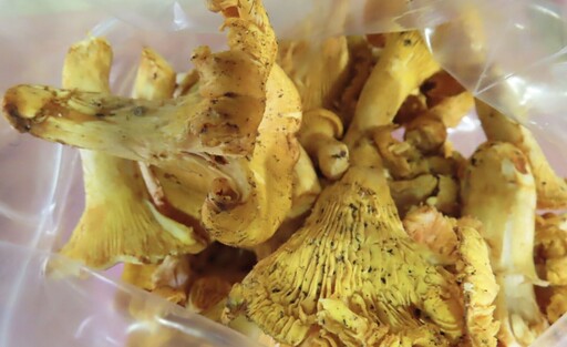 食藥署檢出輻射食品！ 聯馥食品進口立陶宛「黃蘑菇」遭汙染