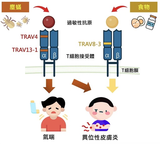 一碰塵蟎就氣喘、異位性皮膚炎？ 林口長庚研究破解「兒童過敏」基因密碼