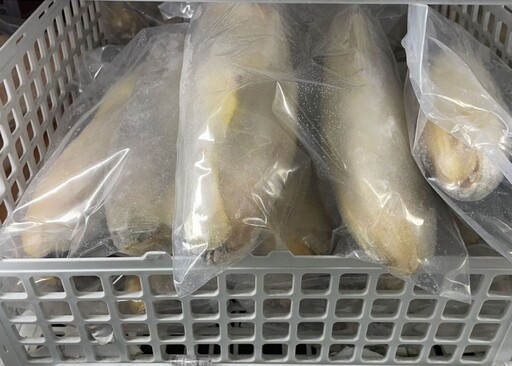 中國進口「小黃魚」驚爆禁用抗生素！ 賣出1千公斤追回400公斤