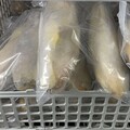 中國進口「小黃魚」驚爆禁用抗生素！ 賣出1千公斤追回400公斤