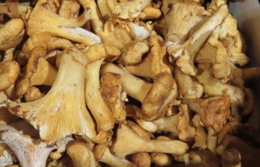 大廠進口出包！聯馥食品「黃蘑菇」輻射超標 順天堂「乾燥薄荷」農藥違規