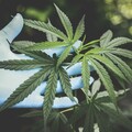 嗨變害！大麻近年「濃度提升十倍」 精神病風險超車安非他命