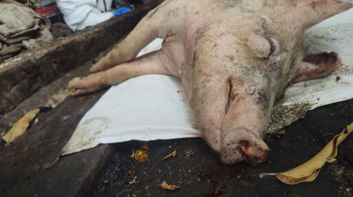 「非洲豬瘟」破功撲殺195頭豬 全台餐桌不安全?食安專家這樣說