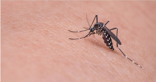 茲卡病毒今年首例出現 感染後注意5要點「做好防蚊措施」