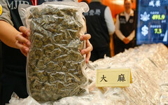 暑假毒陷阱3／大麻黑數多！10年查獲量增18倍 學生吸食人數竄升令人憂心