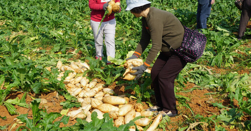 蔬菜吃出病1／「當季養生食材」竟致甲狀腺低下？ 抗氧化青菜也藏地雷