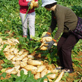 蔬菜吃出病1／「當季養生食材」竟致甲狀腺低下？ 抗氧化青菜也藏地雷