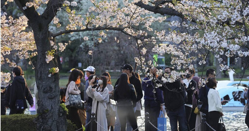 日本櫻花季將至！流感疫情連5降 前台大醫曝：去這3地小心