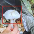 男公園摘野生蘑菇！煮湯嗑整鍋「隔天進ICU」 醫：50克就致命