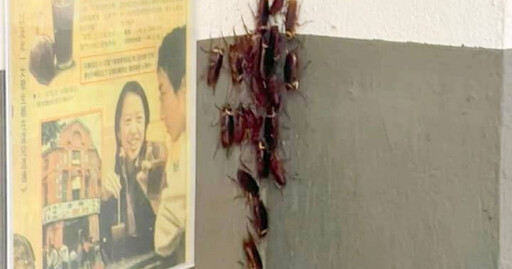 夏天除三害1／蟑螂最愛的家「前三名出爐」 專家公認最強殺蟲劑是它
