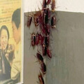 夏天除三害1／蟑螂最愛的家「前三名出爐」 專家公認最強殺蟲劑是它