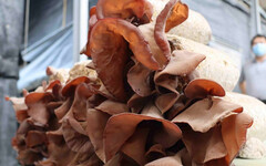 老婦吃「涼拌木耳」肚痛上吐下瀉 送醫陷昏迷