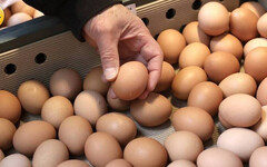 芬普尼毒雞蛋流竄！醫師示警：每天3顆吃半年「恐傷神經或肝腎」