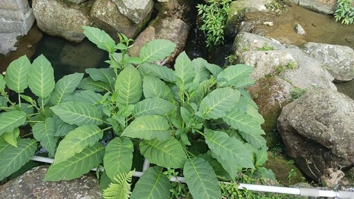 別亂吃！台南夫妻亂摘野菜煮成湯 吃完「雙雙中毒」送醫