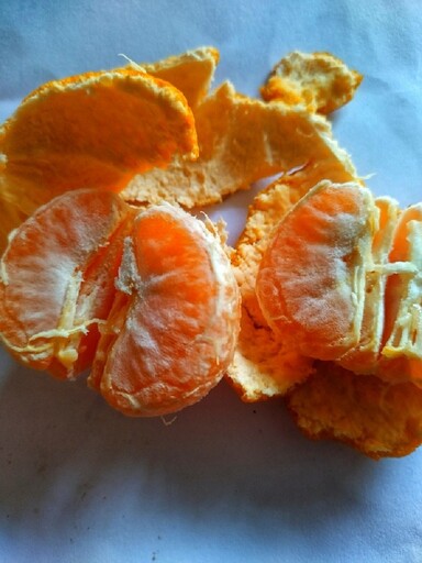 橘子怎麼保存？專家教「1作法」降低酸度、提升甜度 放1處恐害乾縮