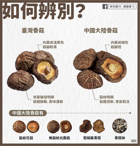 年前採買乾貨！台灣香菇、中國香菇如何分辨？1圖看差異 專家教3招讓乾香菇快速回軟