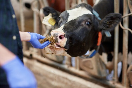 美國乳牛場爆發H5N1疫情，牛、羊、貓皆感染，1業者輕症已痊癒，WHO評估疫情對一般人風險低，但仍需監測