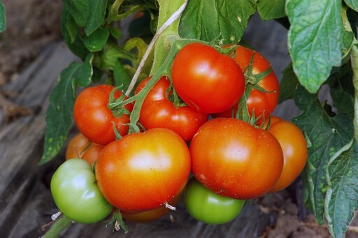 大小番茄差在哪？哪個更能養顏美容？醫揭營養價值 這1種煮後更易吸收