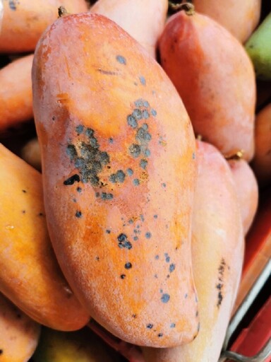 「芒果果肉出現褐色絲」還能吃嗎？專家教1步驟安心吃 冒3情況快丟
